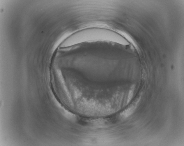 X0000070250999200606232003