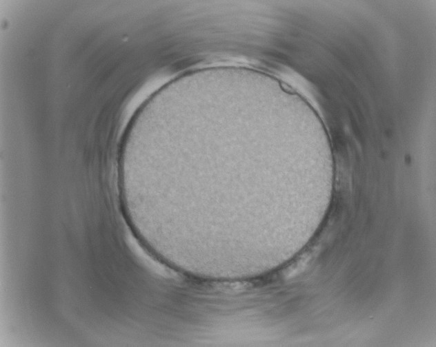 X0000070251003200606232003