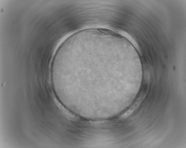 X0000070251004200606232003