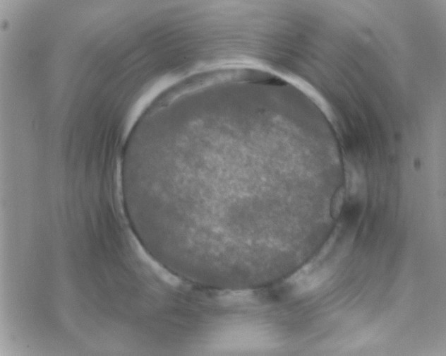 X0000070251006200606232003