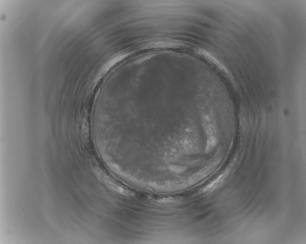 X0000070251025200606232002