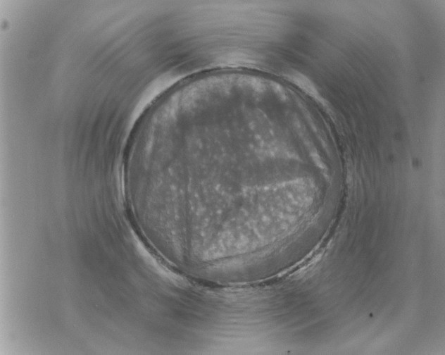 X0000070251032200606232002