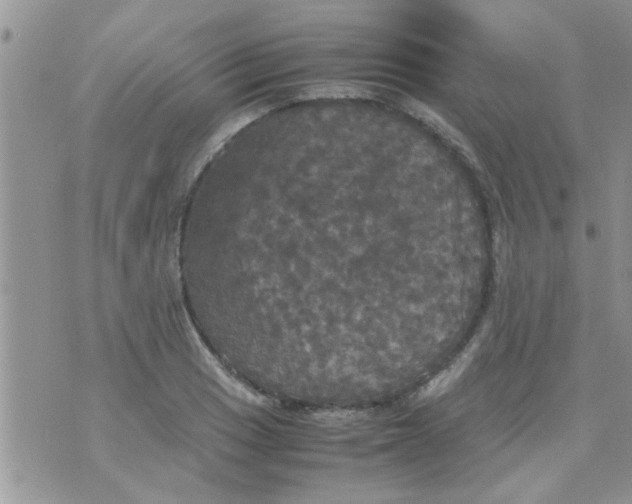 X0000070251033200606232002