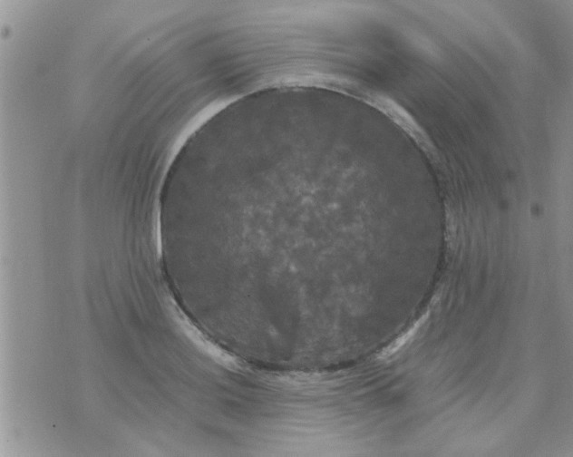 X0000070251036200606232003