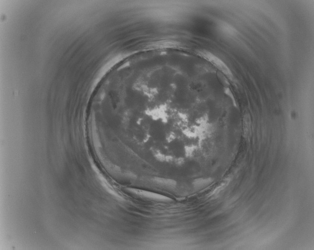 X0000070251039200606232003