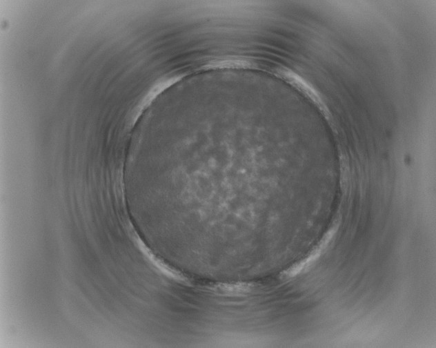 X0000070251041200606232003