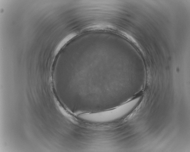 X0000070251042200606232003