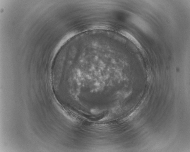 X0000070251043200606232003