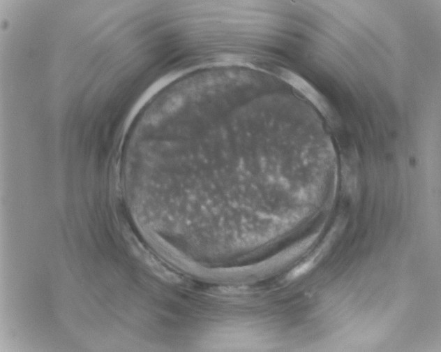 X0000070251052200606232003