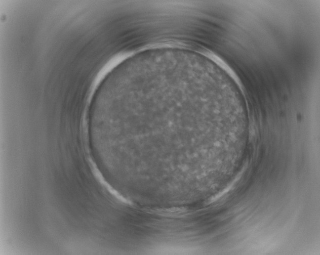 X0000070251053200606232003