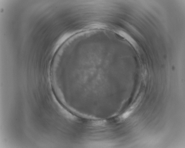 X0000070251055200606232003