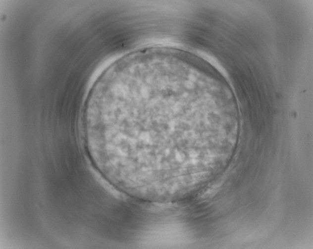 X0000070251056200606232003