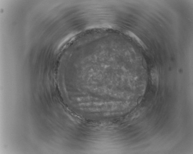 X0000070251064200606232002