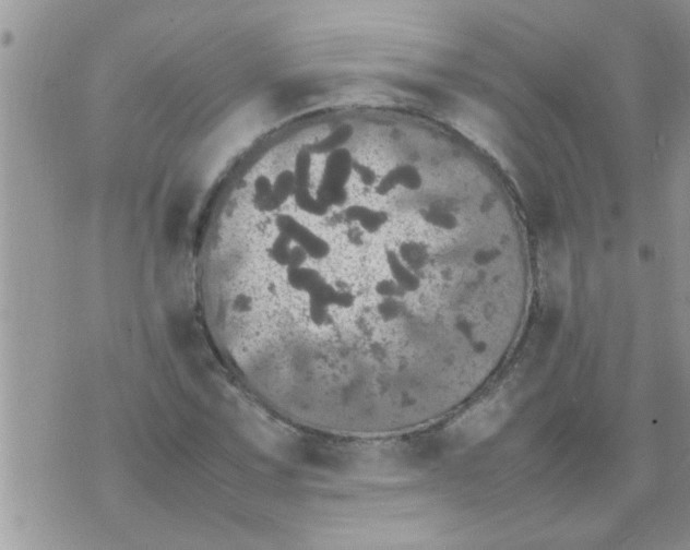 X0000070251067200606232002