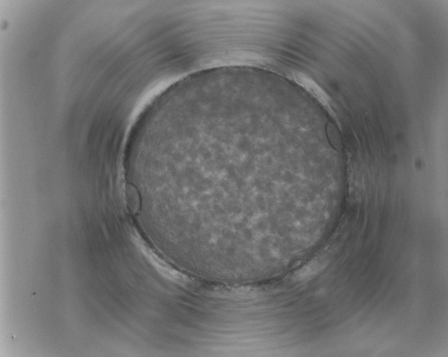 X0000070251072200606232002