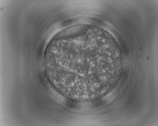 X0000070251075200606232002