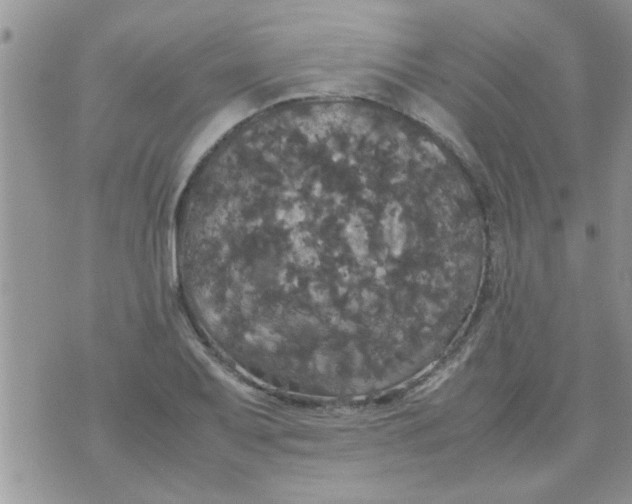 X0000070251079200606232002