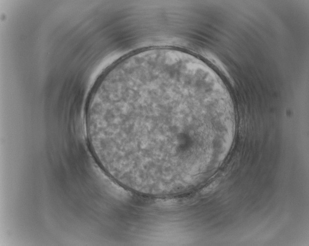 X0000070251080200606232002