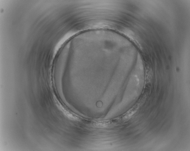 X0000070251086200606232002