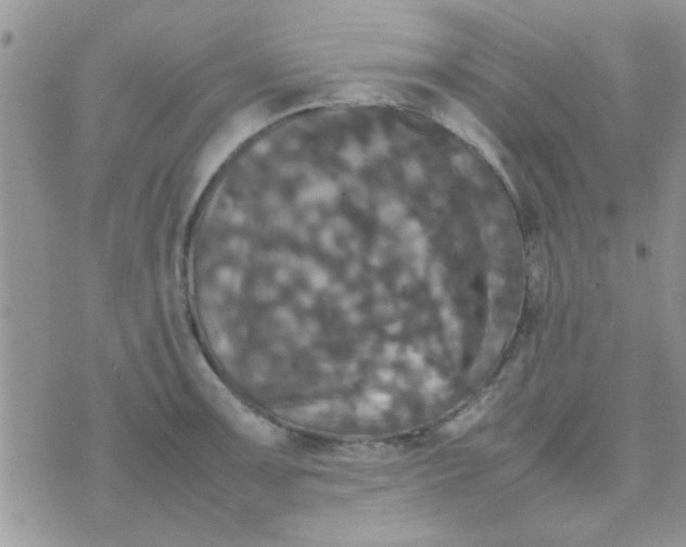 X0000070251091200606232002