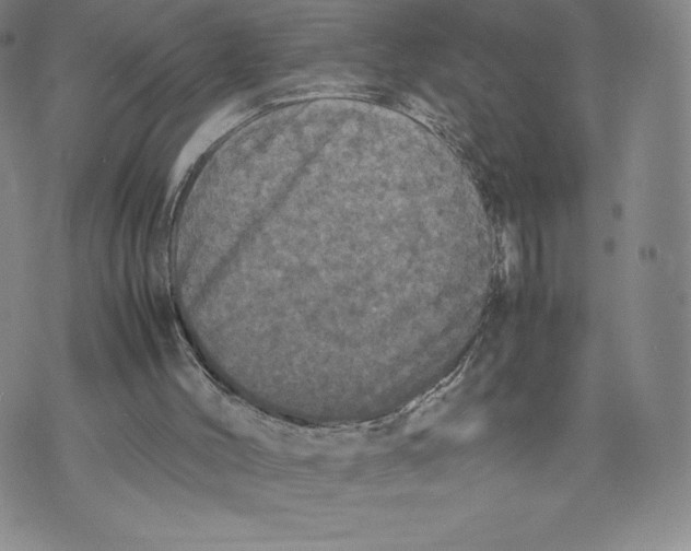 X0000070250004200606301637