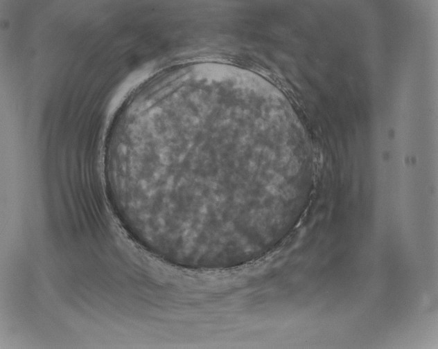 X0000070250006200606301637