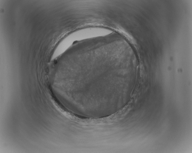 X0000070250009200606301637