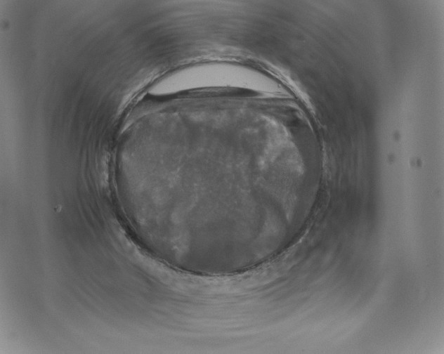 X0000070250010200606301637