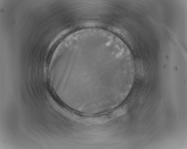 X0000070250016200606301637