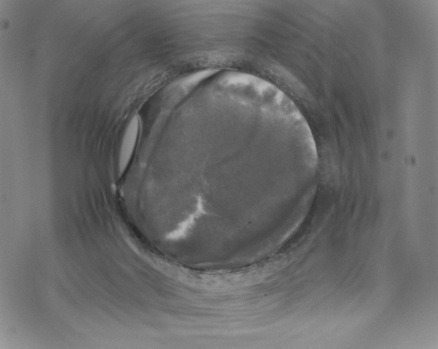 X0000070250022200606301637