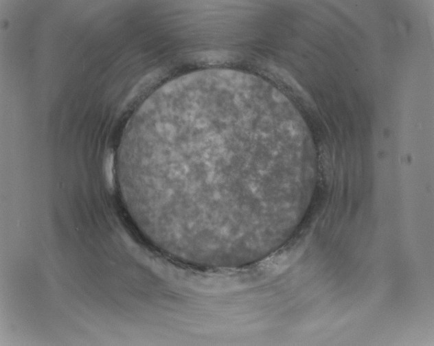 X0000070250024200606301637