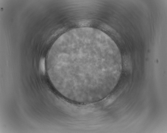 X0000070250028200606301637