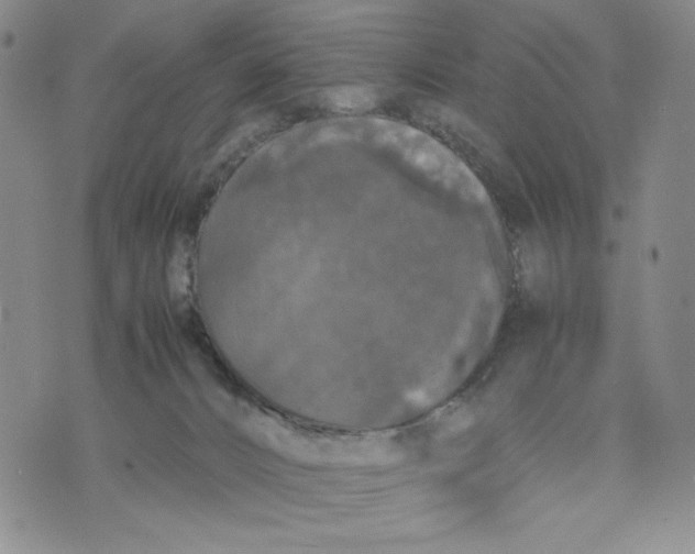 X0000070250032200606301637