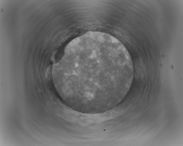 X0000070250034200606301637