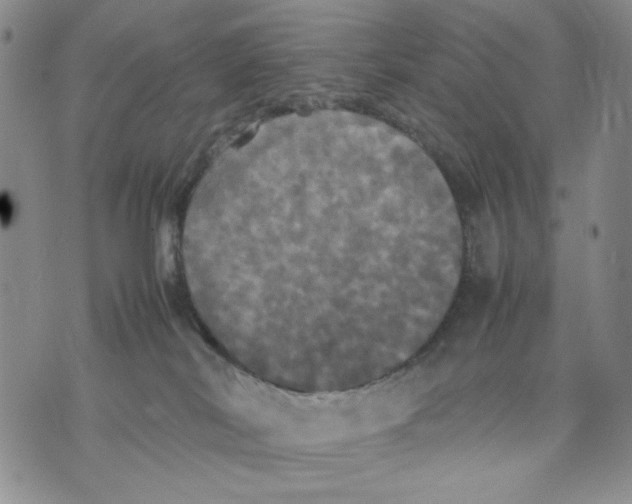 X0000070250038200606301637