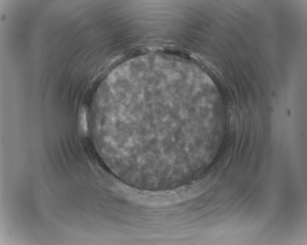 X0000070250042200606301637