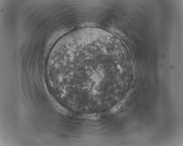 X0000070250049200606301636