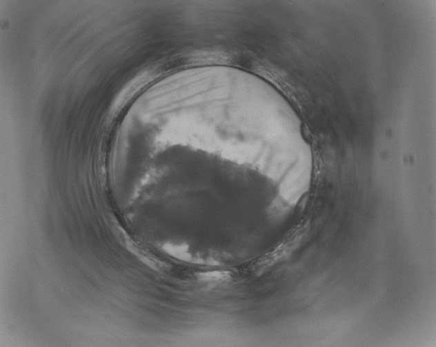 X0000070250053200606301636