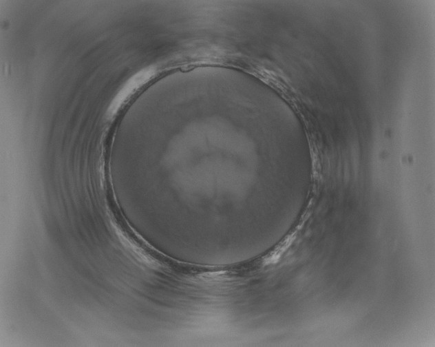 X0000070250054200606301636