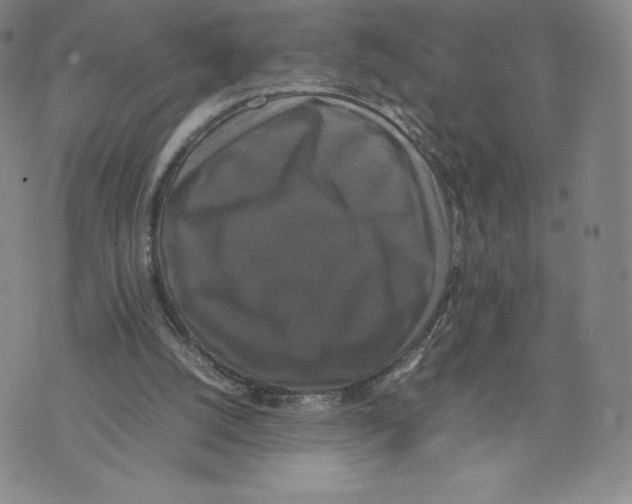 X0000070250056200606301636