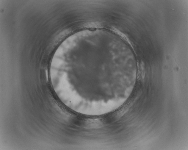 X0000070250061200606301636