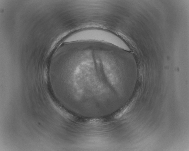 X0000070250064200606301636