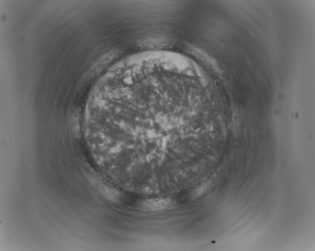 X0000070250065200606301636