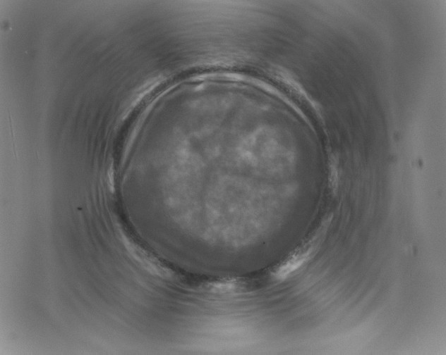 X0000070250068200606301636