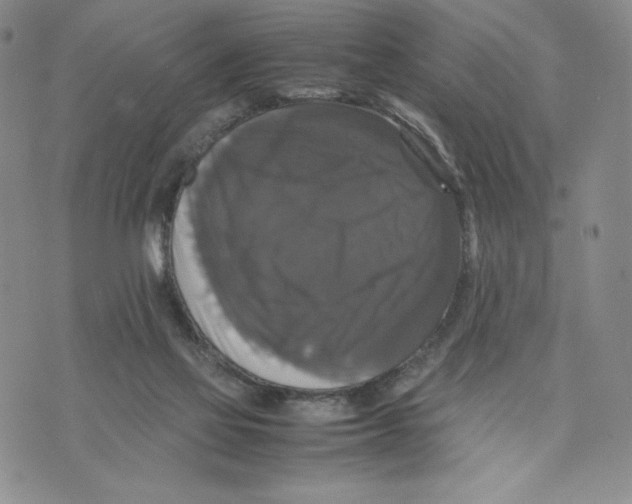 X0000070250069200606301636