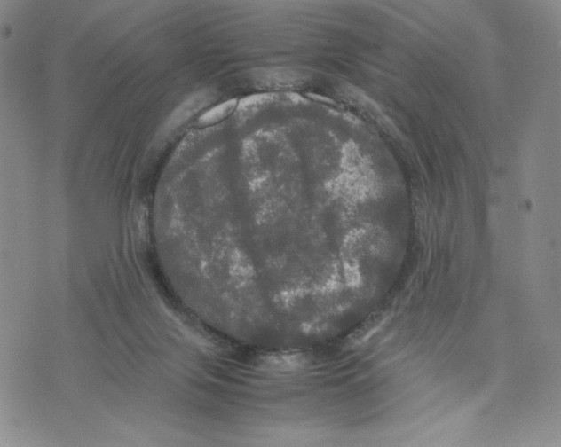 X0000070250071200606301636