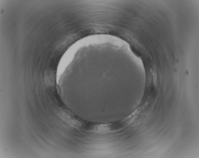 X0000070250078200606301636