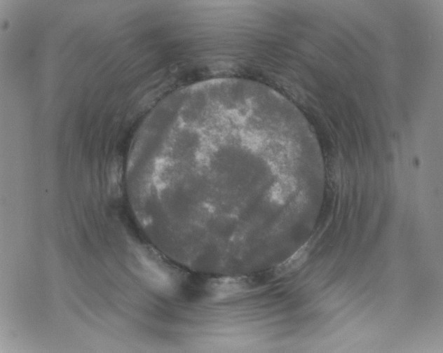 X0000070250082200606301636