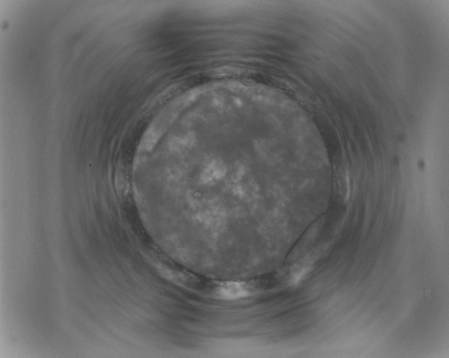 X0000070250091200606301636