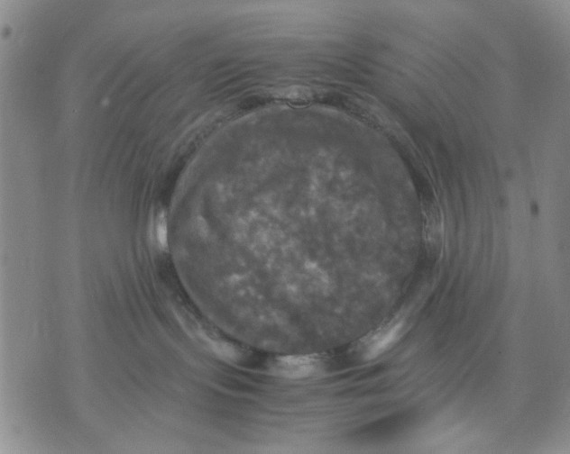 X0000070250095200606301637